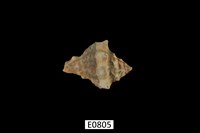 藏品(短拳螺)的圖片